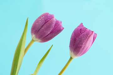 Close Up of purple tulips