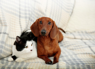 Beautiful cat and dachshund dog on plaid