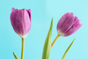 Fototapeta premium Close Up of purple tulips