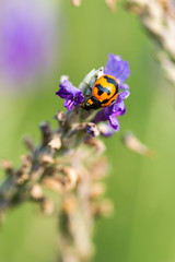 Asian Ladybug or ladybird beetle(Harmonia axyridis)