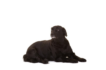 Obraz premium Black dog isolated on white