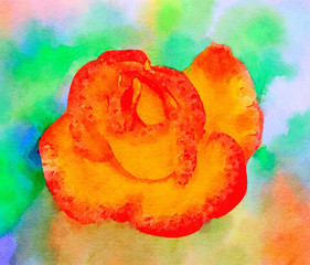 The orange Rose