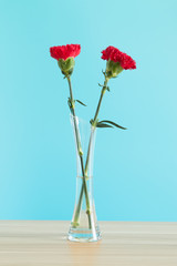 Carnations in a glass vase