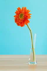 Gerbera in vase