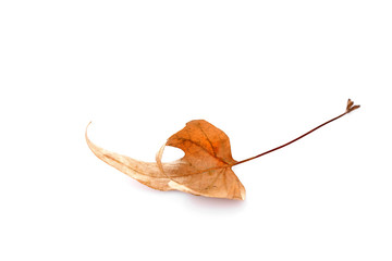 Dry maple leaf, isolated on white