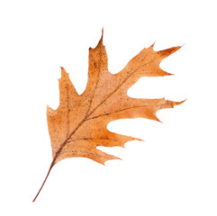 Naklejka premium Dry leaf on white background