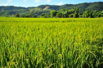 Rice Paddy Fields in Green Season