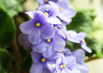Beautiful violet plant with blue flowers, close up