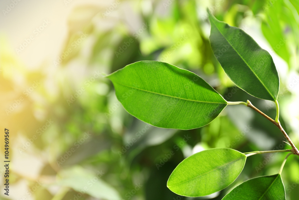 Wall mural Green leaves of ficus on unfocused background