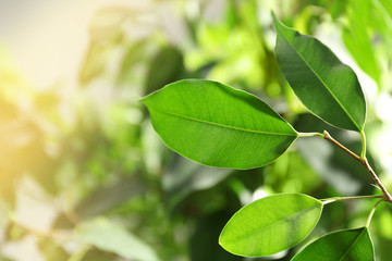 Green leaves of ficus on unfocused background