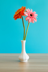 Gerbera in vase
