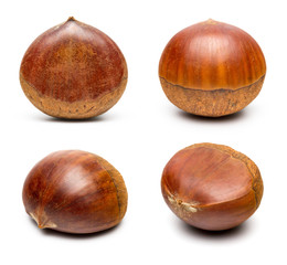 Chinese Chestnut