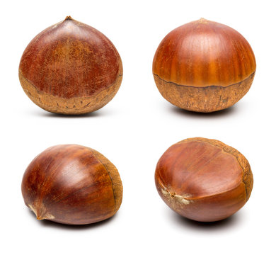 Chinese Chestnut