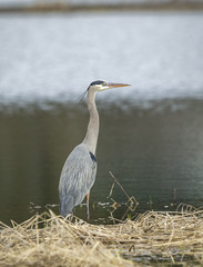 Heron standing in shallow water.