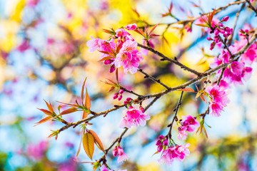 Cherry Blossum Park at Chiangmai Province