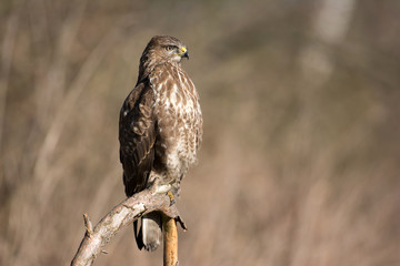 Common buzzard (Buteo buteo)