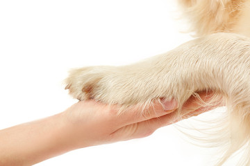 Feet of golden retriever and human hand, isolated on white
