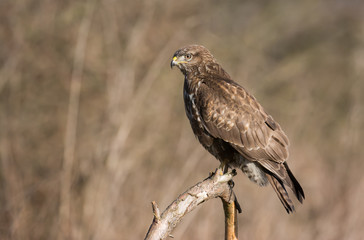 Common buzzard (Buteo buteo)