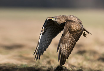 Common buzzard (Buteo buteo)