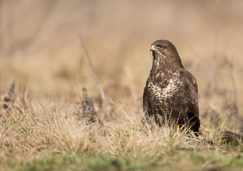Common buzzard (Buteo buteo)