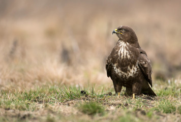 Common buzzard (Buteo buteo)