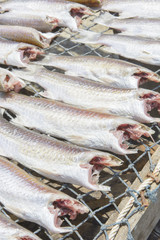 Flathead mullet, Grey mullet, Striped mullet