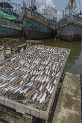 Flathead mullet, Grey mullet, Striped mullet