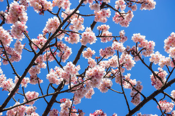 Atami Sakura / Early Cherry Blossoms