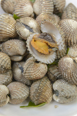 Boil Blood Cockle seafood