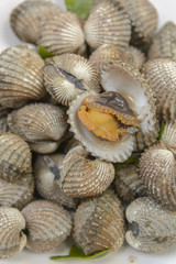 Boil Blood Cockle seafood