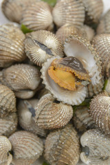 Boil Blood Cockle seafood