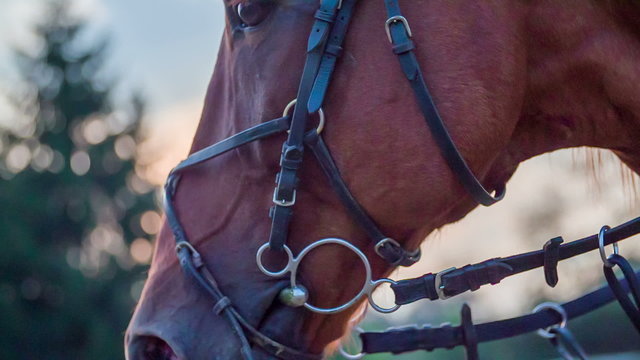 Horses head with bridle