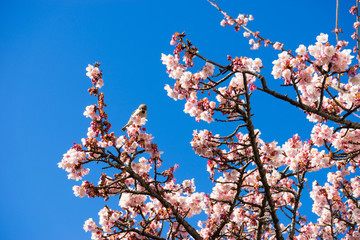 Atami Sakura / Early Cherry Blossoms