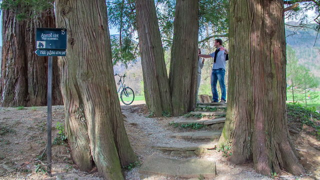 Coupel walking among the big trees