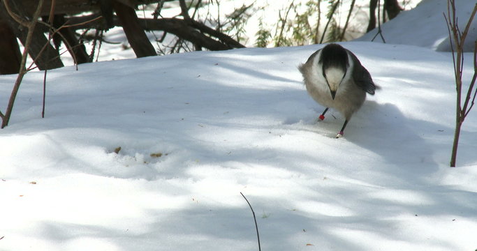 Gray jay eating sunflower seeds on the snow in winter, then flying away, in Algonquin Provincial Park, Ontario, Canada
