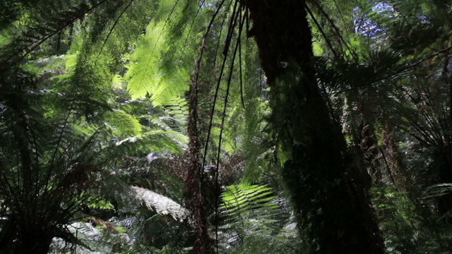 Handheld shot of lush fern gully