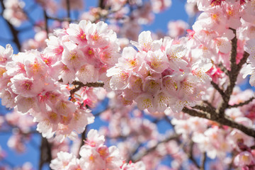 Atami Sakura / Early Cherry Blossoms