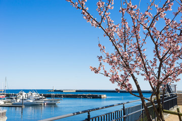 Atami Sakura / Early Cherry Blossoms © T-Kai