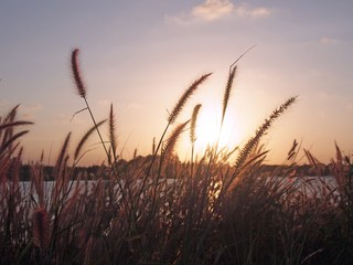 Fototapeta premium Grass flowers with sunset light background. Selective focus, soft and color filter.