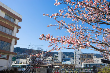 Town of Atami where a early cherry tree blooms