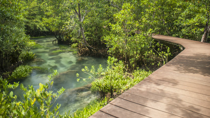 Amazing crystal clear emerald canal with mangrove forest at Tapom Krabi Thailand