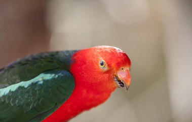 Male Australian King Parrot bird with vibrant colours