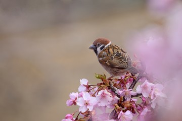 桜の花とスズメ

