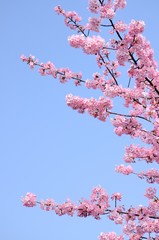 桜の花　青空背景


