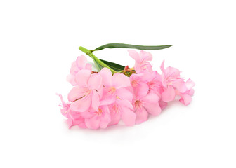 pink flowers isolated on a white background