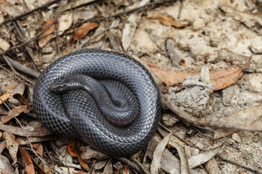 Australian red bellied black snake, Pseudichis porphyriacus