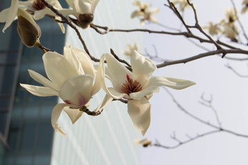 Obraz premium Magnolia bloom in the city