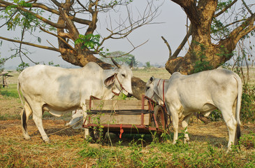 grass for cows in summer season