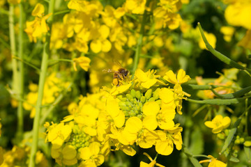 Obraz premium Rape flowers and a bee