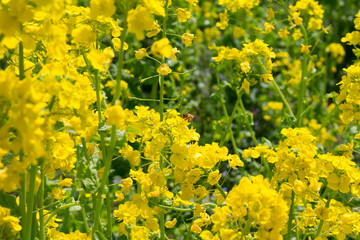 Rape flowers and a bee